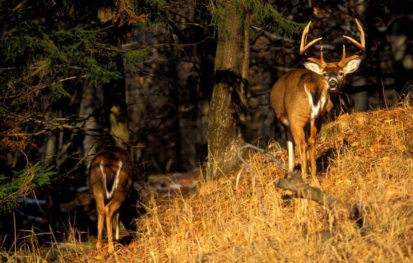 deer-behavior-myths
