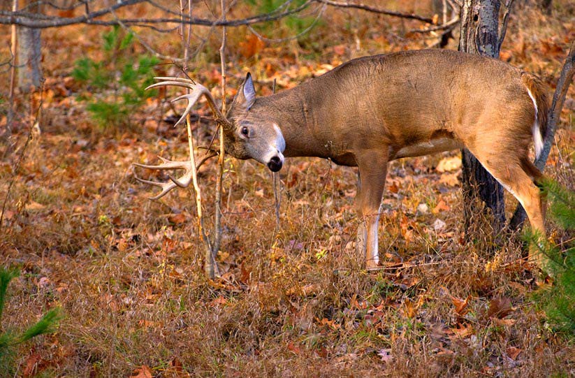 deer-grass