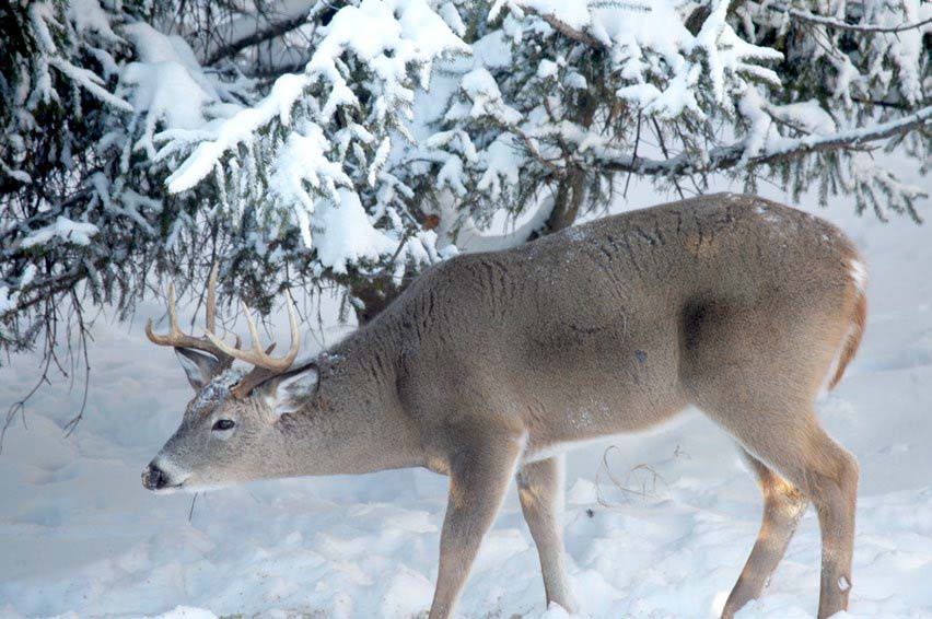 deer-in-snow
