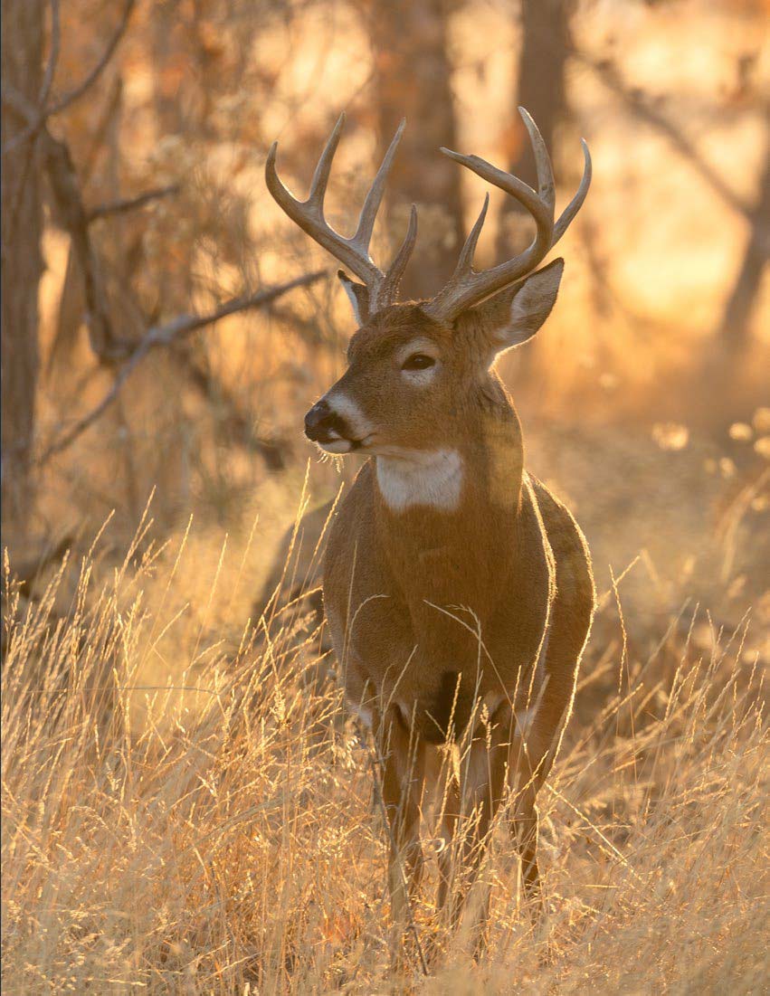 whitetail-hunting