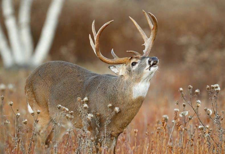 generalist-canaian-whitetail-hunting