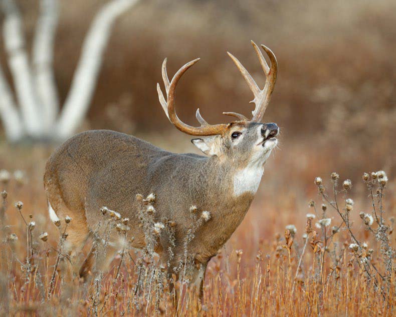 generalist-canaian-whitetail-hunting