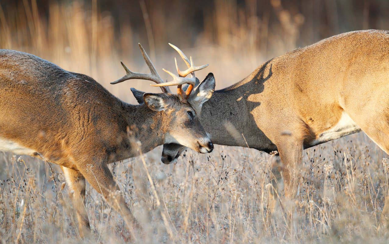 5 essential tips and strategies for hunting Canada's giant prairie  whitetails • Outdoor Canada