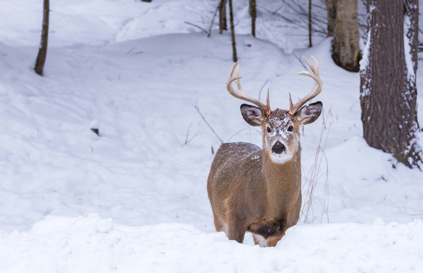 Snow Deer -  Canada