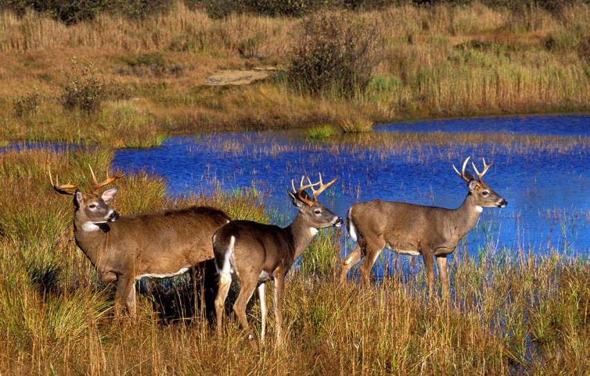 whitetails