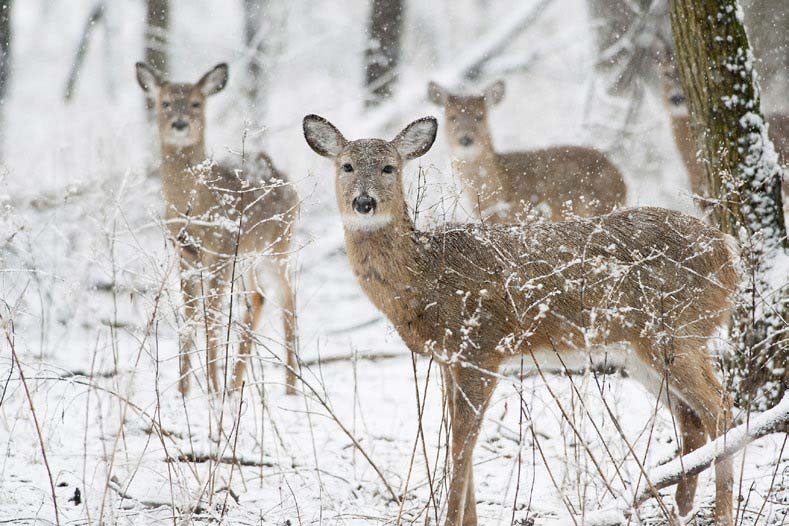 deer-snow