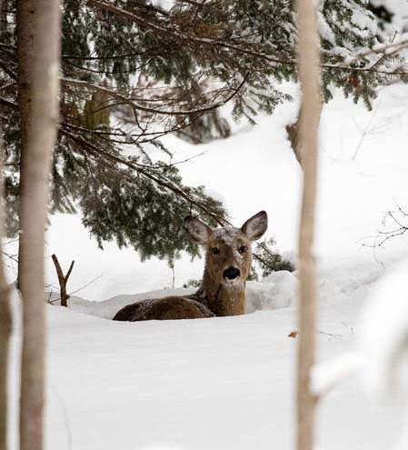 deer-snow