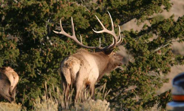 elk-hunting