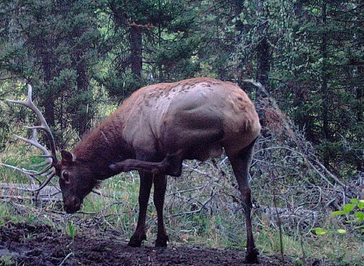 elk