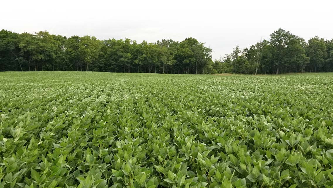 soybean