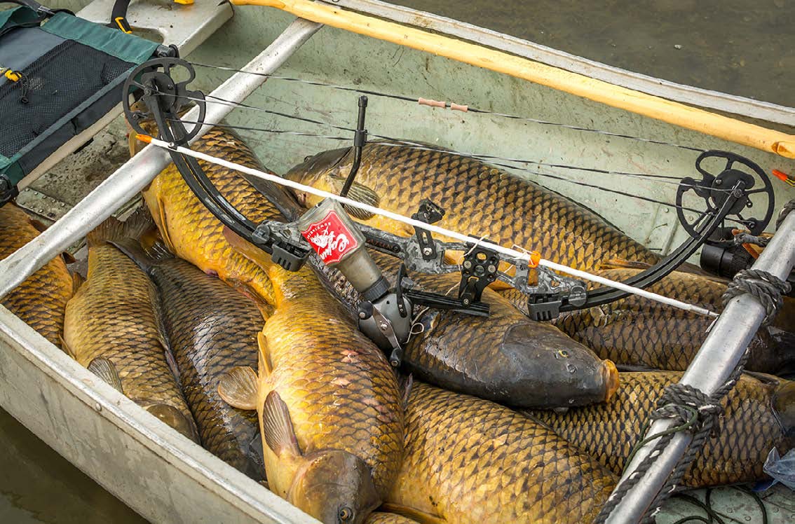 Bowfishing Basics - Aiming Tips, Gear, and Targeting Species