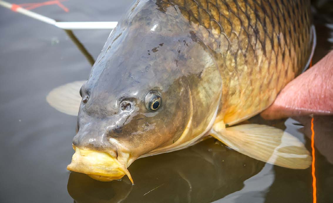 Bow Fishing Carp - Deer Creek