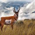 Pronghorn Antelope Hunting: DIY