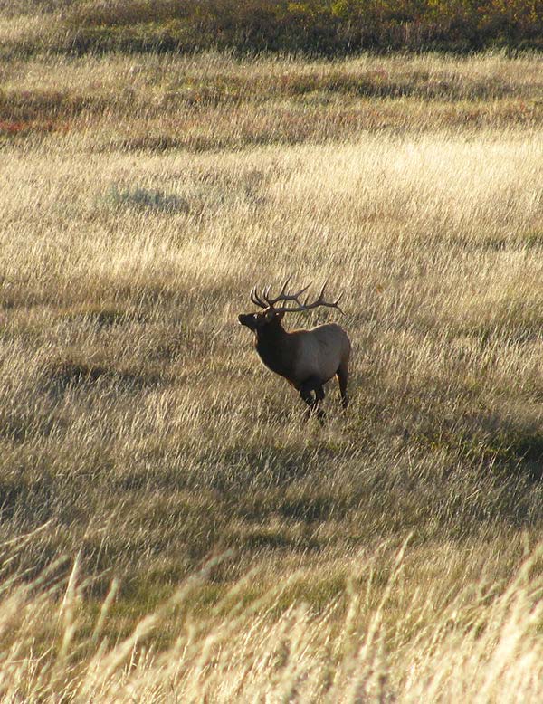 elk