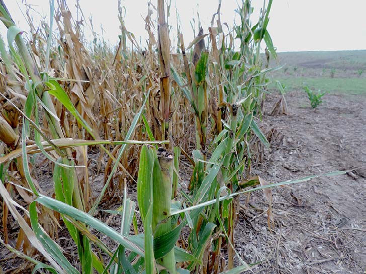 cornfields