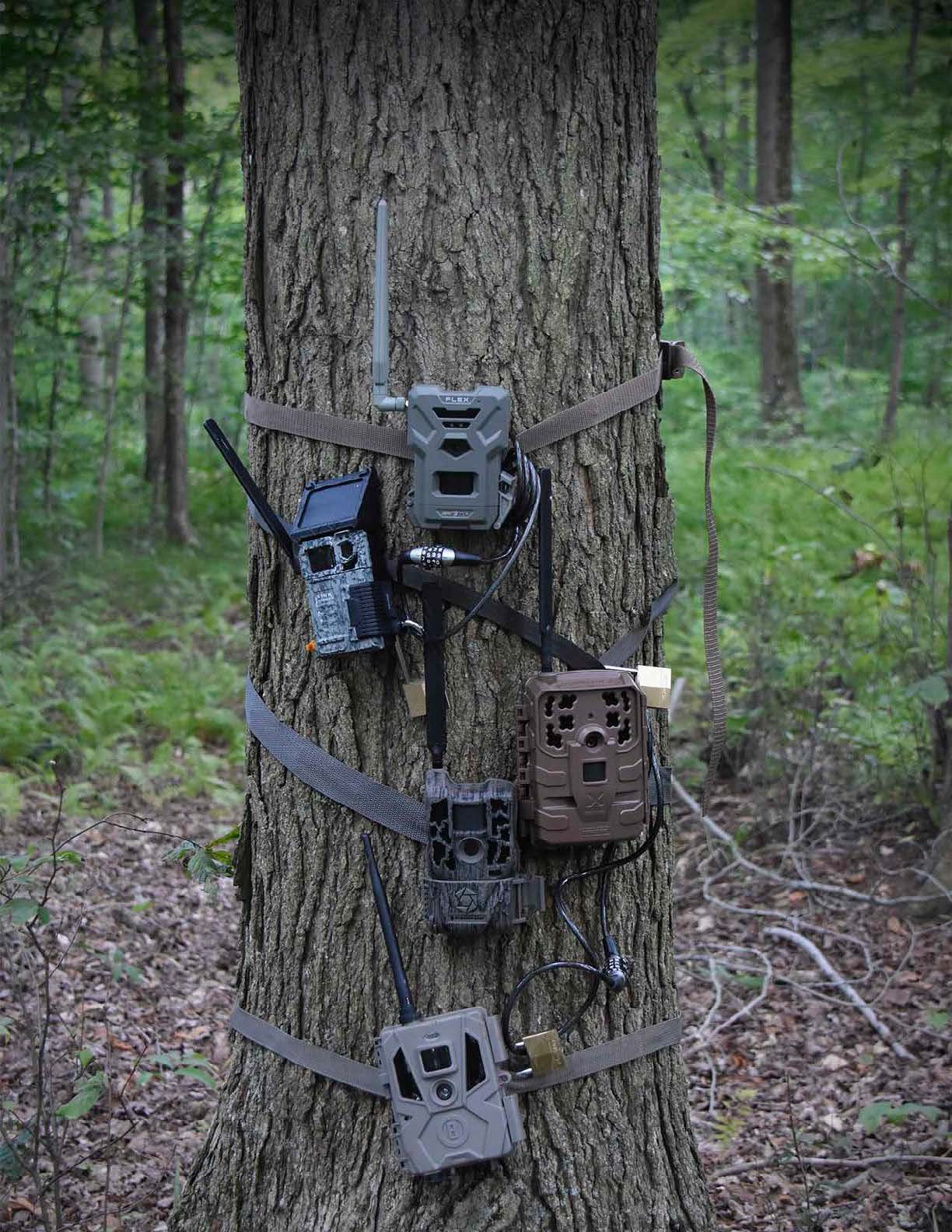 cellular-trail-cameras