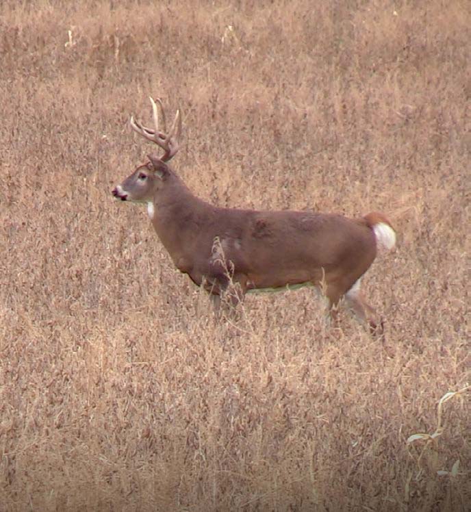 whitetail