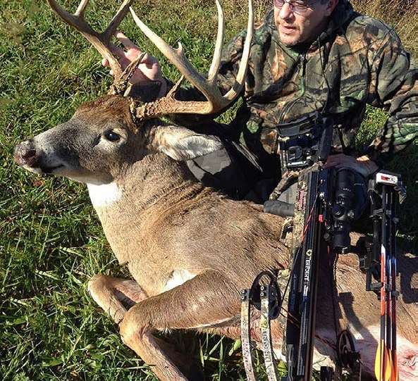 whitetail