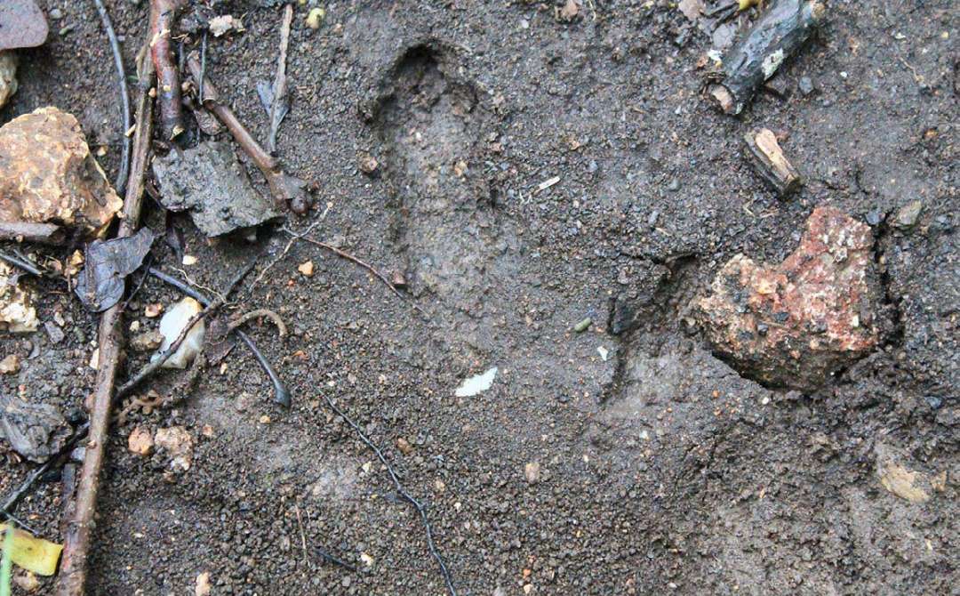 The Best Food Plots for Turkeys North American Bow Hunter