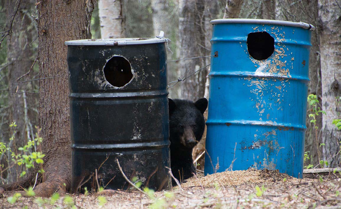 Baiting For Black Bears