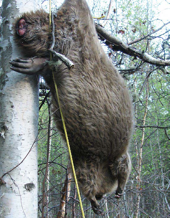 beavers