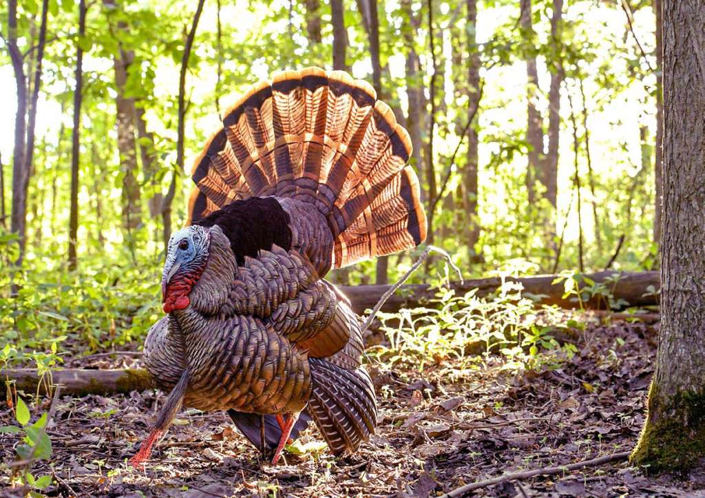 Turkey Decoys Tactics for Boss Toms North American Bow Hunter