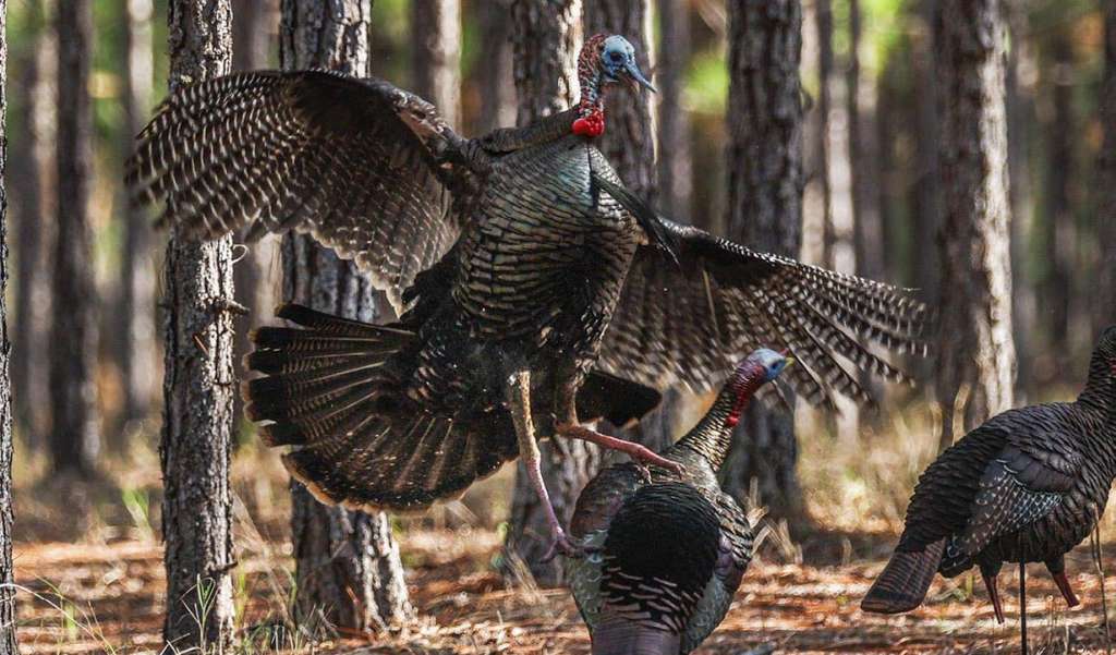 Turkey Decoys Tactics for Boss Toms North American Bow Hunter