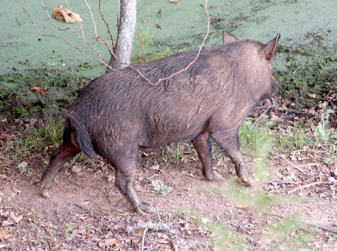 boar