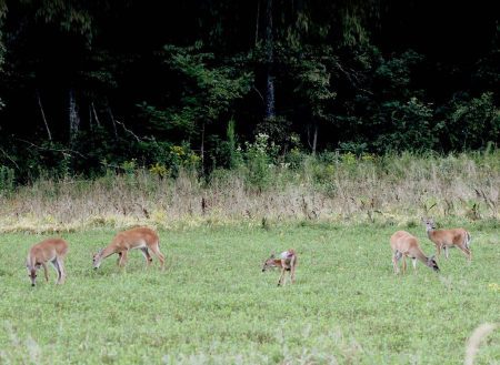 How Too Many Does Can Affect a Buck’s Antler Growth does