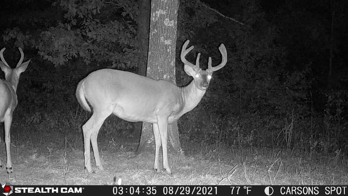 3 Critical Factors that Fuel Deer Antler Growth