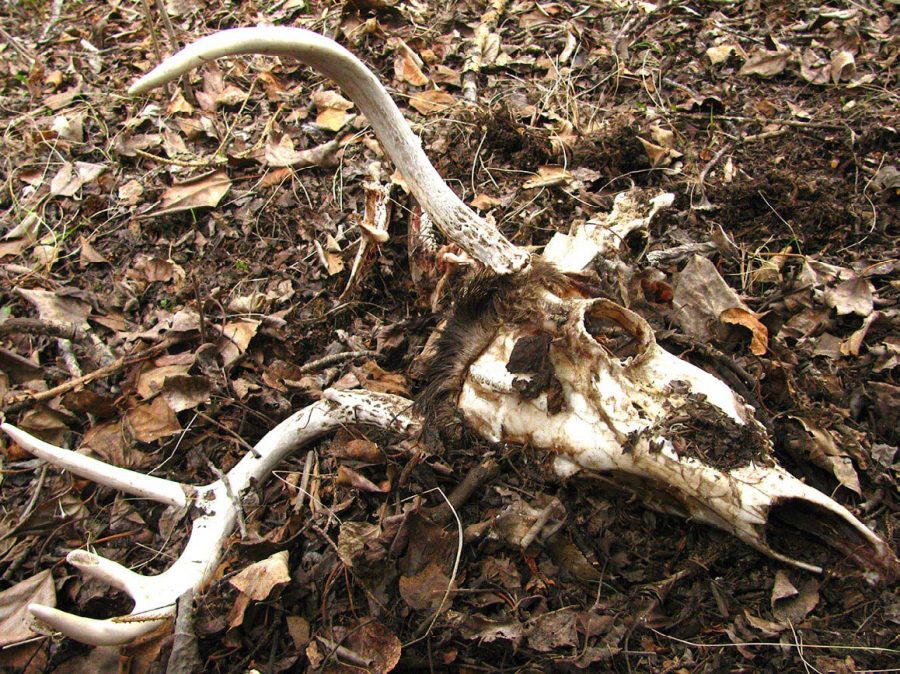 How to Use Mineral Licks North American Bow Hunter