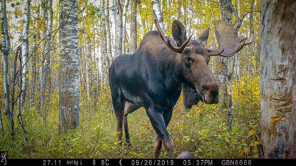 moose