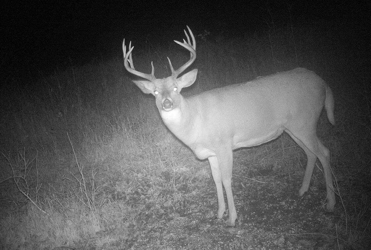 10 Sure Ways to Fill Your Deer Tag North American Bow Hunter