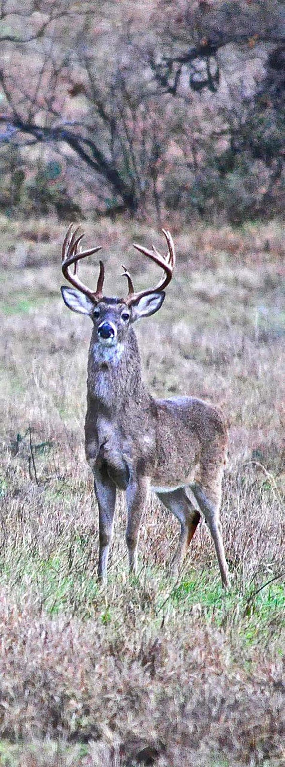 bucks