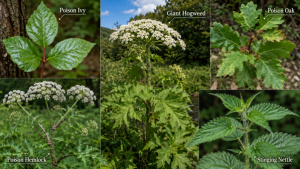 3 - North American Bow Hunter Collage labeling common toxic plants: Poison Ivy, Giant Hogweed, Poison Oak, Poison Hemlock, and Stinging Nettle.