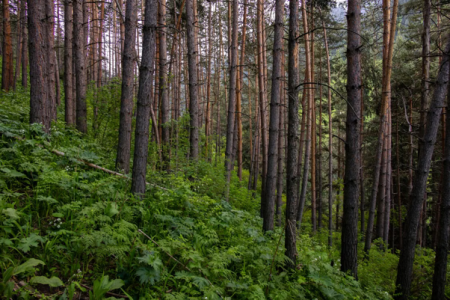 featured plant - North American Bow Hunter Dense pine forest with lush green undergrowth and tall, straight trunks.