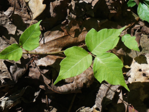 leaf - North American Bow Hunter Green vine with oval leaves on a thin stem lying on a bed of brown, dried leaves.