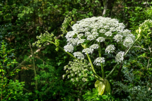 white - North American Bow Hunter White Queen Anne's lace flowers form an umbrella-shaped cluster on tall green stems in a leafy garden.